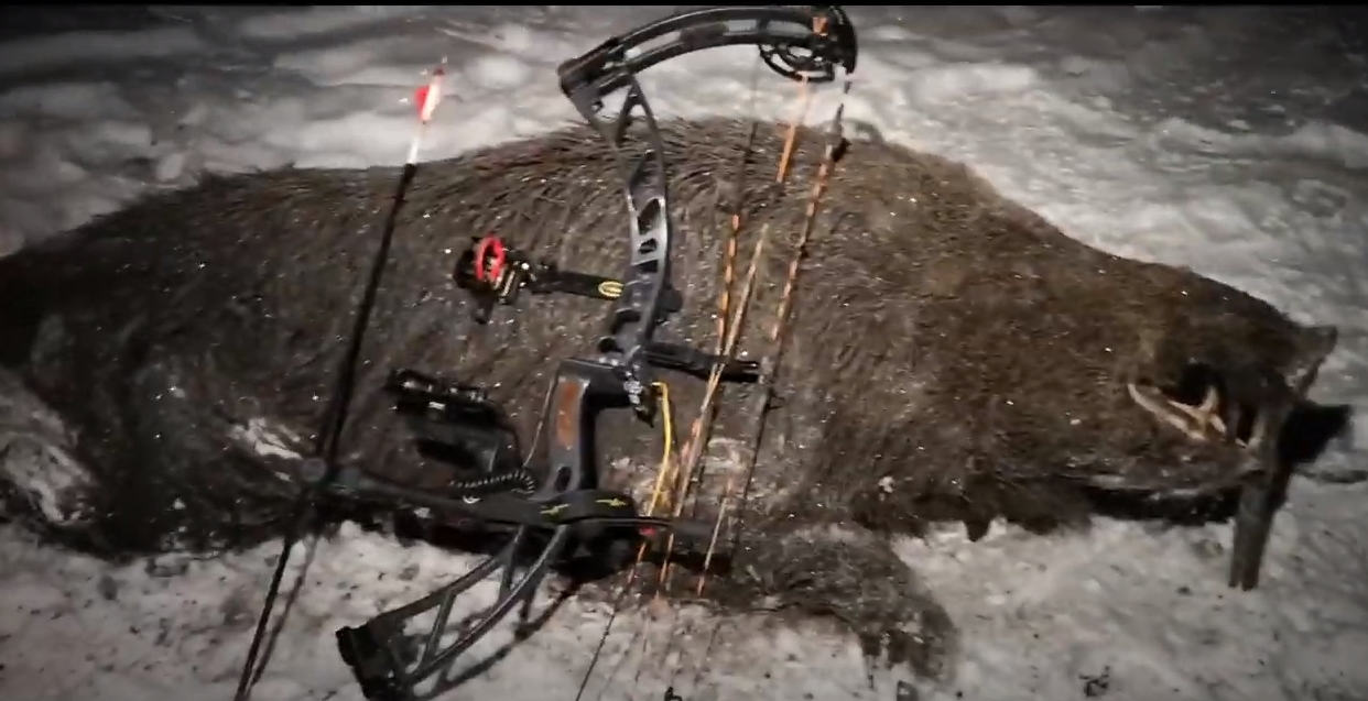 Go Huntiing Boar with Velocity X10 compound bow video by Alexey,Russia